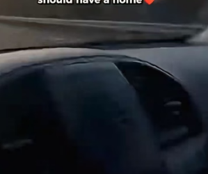 T0605017 This French Bulldog Was Abandoned On a Pacific Coast Highway California.Poor Dog (Part 2)