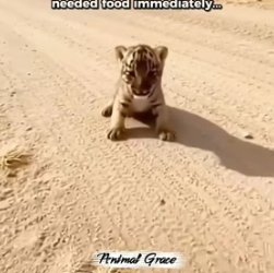 T0605013 A Snow Leopard Was Hitting a Tiny Tiger Cub on the Side of the Road in Montana.I Have a Recording. (Part 2)