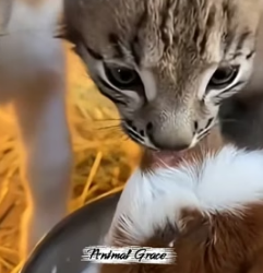 T0605012 My Goat Raised a Lynx Kitten Alongside Her Babies.He Paid Her Back in the Most Incredible Way. (Part 2)