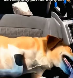 T0605009 I Found a Pregnant Dog Crying on the Road. (Part 2)