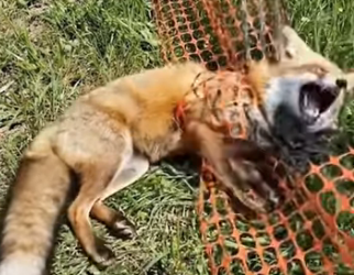 A0205002 When the man rescues a fox trapped in a net on the grassland. (Part 2)