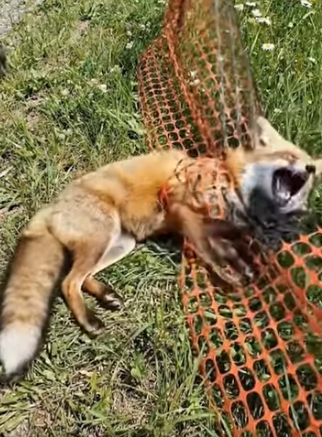 A0205002 When the man rescues a fox trapped in a net on the grassland. (Part 2)