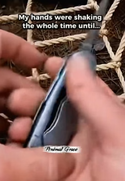T0605007 animalgrace (Part 2)