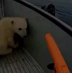 T0605002 I Saved a Baby Polar Bear From a Leopard Seal (Part 2)