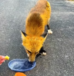 W0705020 hungry fox (Part 2)