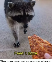 W0705019 Rescuing trapped raccoon then (Part 2)