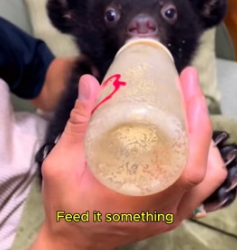 W0705018 Rescuing poor little bear cub (Part 2)