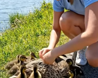 A0205004 A young woman rescues a mother duck from a net by the roadside — a touching moment (Part 2)