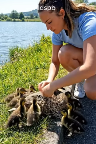 A0205004 A young woman rescues a mother duck from a net by the roadside — a touching moment (Part 2)