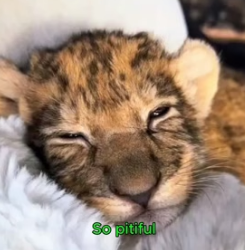 W0705017 Adopted weak lion cub (Part 2)
