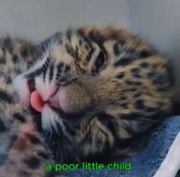 W0705015 Adopted weak newborn leopard cub (Part 2)