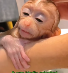 W0705014 pitiful baby monkey (Part 2)
