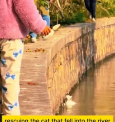 W0705011 Saving cat fell into river (Part 2)