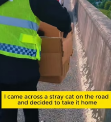 W0705009 Poor stray cat (Part 2)