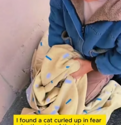 W0705008 stray cat ended up on highway (Part 2)
