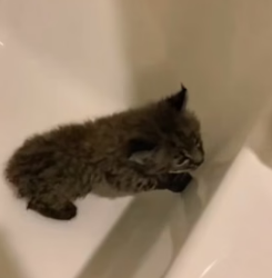 W0705003 lost bobcat kitten reunited its family (Part 2)