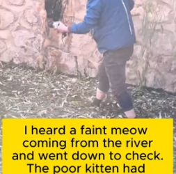 Rescuing kitten fell into river (Part 2)