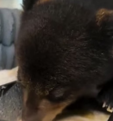 W0205013 Adopting baby bear lost its mother (Part 2)