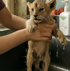 V1105006 Family adopted weak lion cub then..(Part 2)