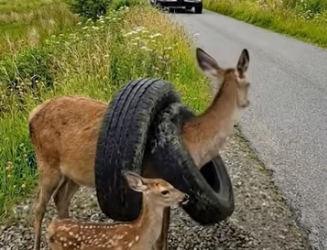 A0205016 Rescue a mother deer trapped in a car tire by the roadside (Part 2)