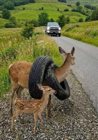 A0205016 Rescue a mother deer trapped in a car tire by the roadside (Part 2)