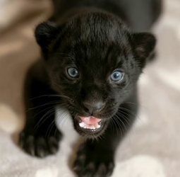V1105009 Man incidentally found lost black panther cub then…(Part 2)