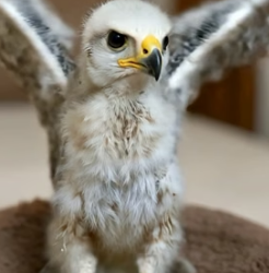V1105010 Man unexpectedly found lone hawk chick then (Part 2)