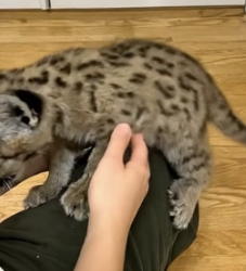 V1105003 family saved helpless puma cub then_part2