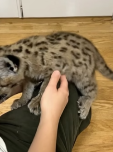 V1105003 family saved helpless puma cub then_part2
