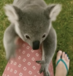 V1105007 kind family found lost baby koala then (Part 2)