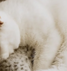 V1105004 Man found tiny newborn snow leopard cub then…(Part 2)