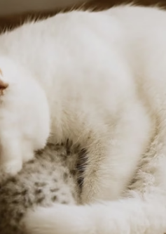 V1105004 Man found tiny newborn snow leopard cub then…(Part 2)