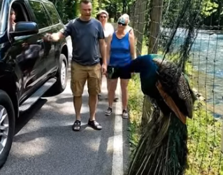 A0205015 Peacock Trapped in a Net — A Kind-Hearted Man Rescued It in Time (Part 2)