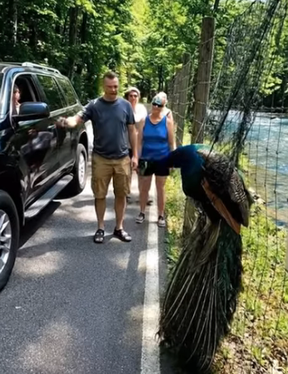 A0205015 Peacock Trapped in a Net — A Kind-Hearted Man Rescued It in Time (Part 2)