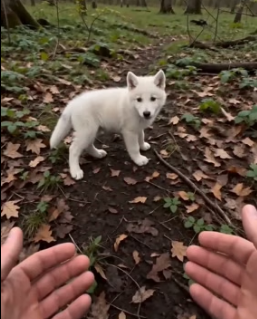 V1305010 saved wolf cub hunter (Part 2)