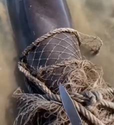 V1305008 saved trapped dolphin (Part 2)