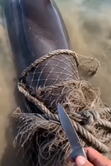 V1305008 saved trapped dolphin (Part 2)