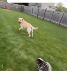V1305004 My dog was attacked by porcupine (Part 2)