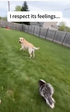 V1305004 My dog was attacked by porcupine (Part 2)
