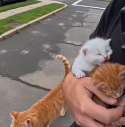 V1305005 saved cats vicious dogs (Part 2)
