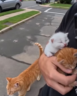 V1305005 saved cats vicious dogs (Part 2)