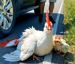 A0205027 A Mysterious Bird Like Never Seen Before… Lying Motionless by the Road with Its Baby (Part 2)