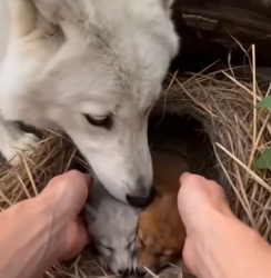 V1305001 She joined our family her cubs (Part 2)