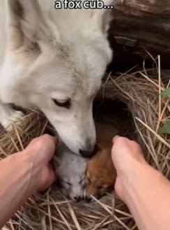V1305001 She joined our family her cubs (Part 2)