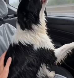 V1305011 saw dog deliberately abandoned by someone (Part 2)