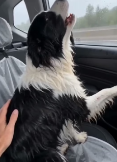 V1305011 saw dog deliberately abandoned by someone (Part 2)
