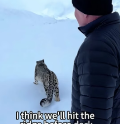 We followed a snow leopard mother to rescue a snow leopard cub, only to find that…(Part 2)