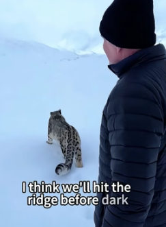 We followed a snow leopard mother to rescue a snow leopard cub, only to find that…(Part 2)