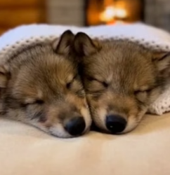 F1305005 When Two Wolves Left Their Babies At My Door (Part 2)