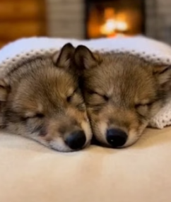 F1305005 When Two Wolves Left Their Babies At My Door (Part 2)
